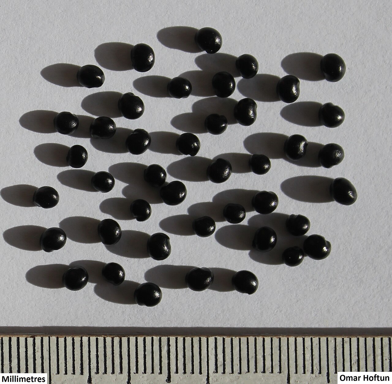Bosea cypria: Seeds of Bosea cypria.