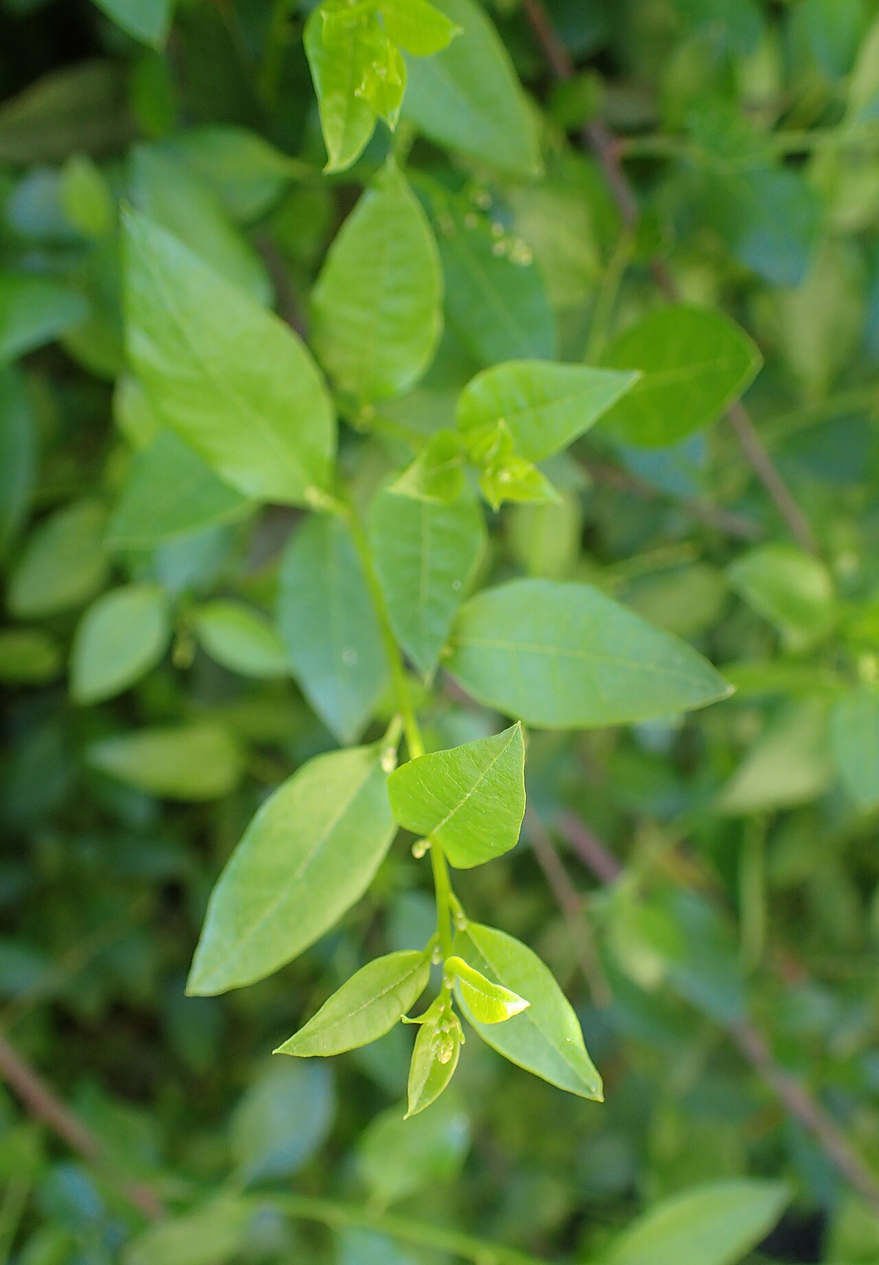 Bosea cypria: Bosea cypria in Akamas Botanical Garden, Cyprus