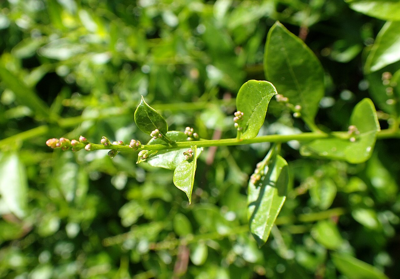 Bosea cypria: Bosea cypria in Akamas Botanical Garden, Cyprus