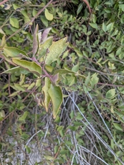 Bosea cypria (Bosea cypria)