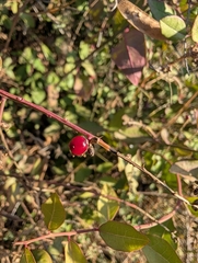 Bosea cypria (Bosea cypria)