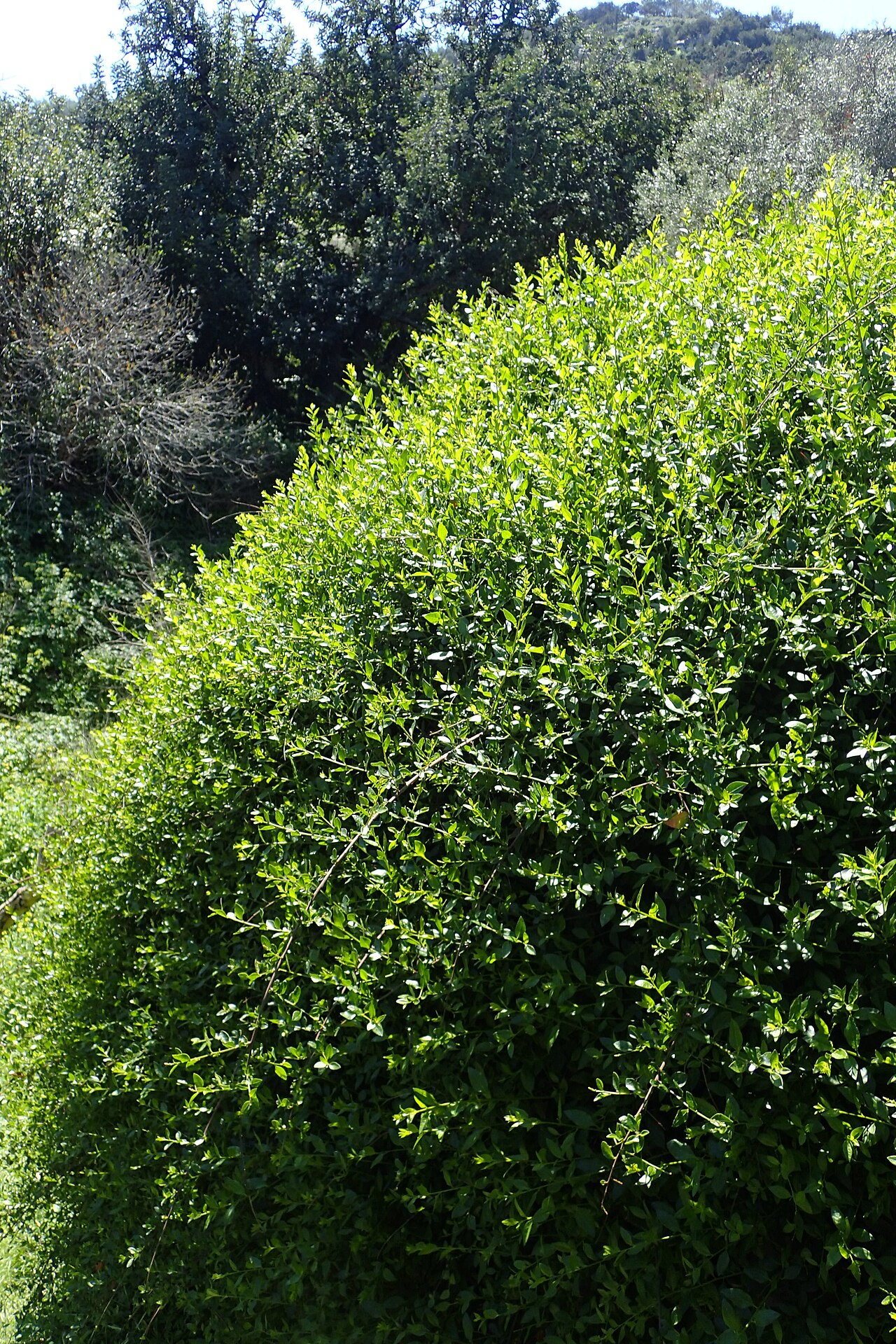 Bosea cypria: Bosea cypria in Akamas Botanical Garden, Cyprus