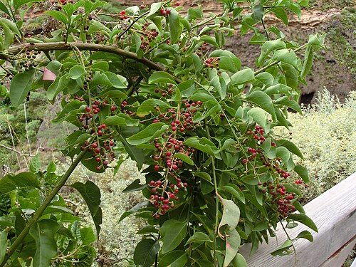 Yervamora canariensis: Bosea yervamora , habit. N Tenerife, Barranco de Ruiz (E of San Juan de la Rambla), ca. 150 m above sea level.