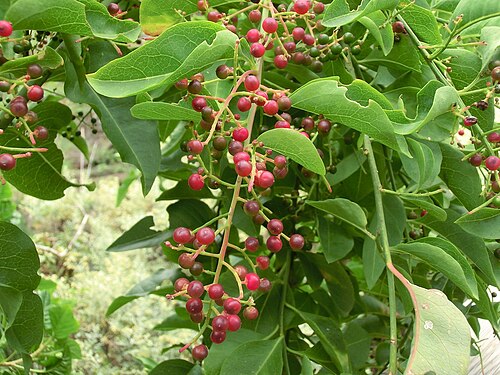 Yervamora canariensis: Bosea yervamora , infructescence, twigs and leaves. N Tenerife, Barranco de Ruiz (E of San Juan de la Rambla), ca. 150 m above sea level.