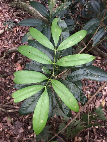 Bosistoa floydii (Bosistoa floydii)