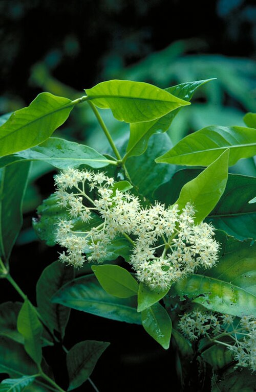 Northern towra: Leaves and flowers of Bosistoa medicinalis
