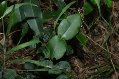 Northern towra (Bosistoa medicinalis)