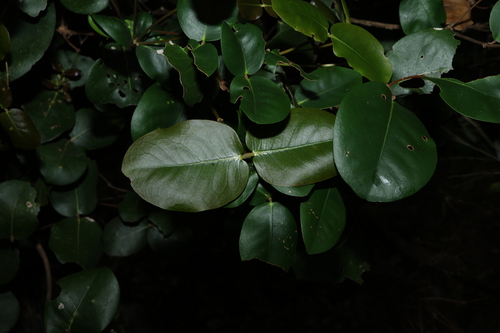 Northern towra (Bosistoa medicinalis)