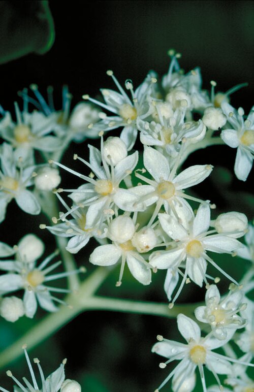 Northern towra: Flowers of Bosistoa medicinalis