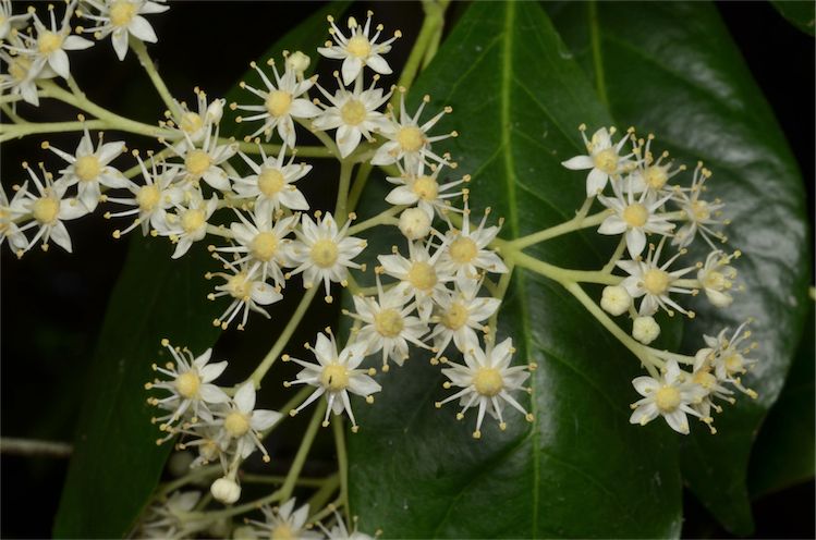 Bosistoa transversa: Bosistoa transversa in Coffs Harbour Regional Botanic Gardens