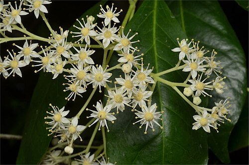 Bosistoa transversa: Bosistoa transversa in Coffs Harbour Regional Botanic Gardens