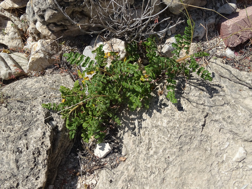 Frankincense (Boswellia sacra)