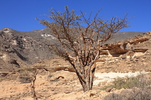 Frankincense (Boswellia sacra)
