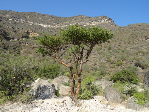 Frankincense (Boswellia sacra)