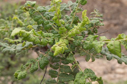 Frankincense (Boswellia sacra)