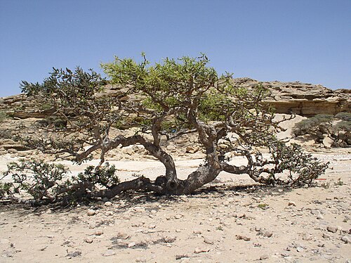 Frankincense: An old tree of Boswellia sacra in Dhofar