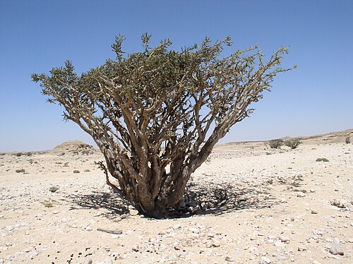 Frankincense: A frankincense tree (Boswellia sacra) at Wadi Dowkah Natural Park (Dhofar, Oman).
