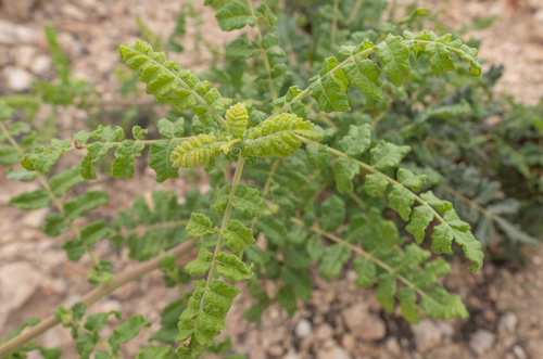 Frankincense (Boswellia sacra)