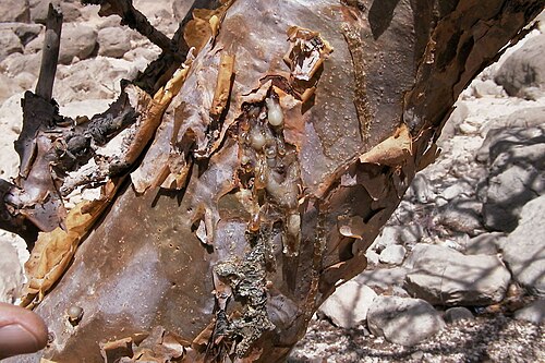 Frankincense: Papery bark of Boswellia sacra