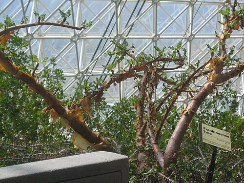 Frankincense: Boswellia sacra (syn. Boswellia carteri ) inside of Biosphere II.