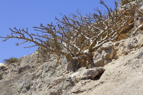 Frankincense (Boswellia sacra)