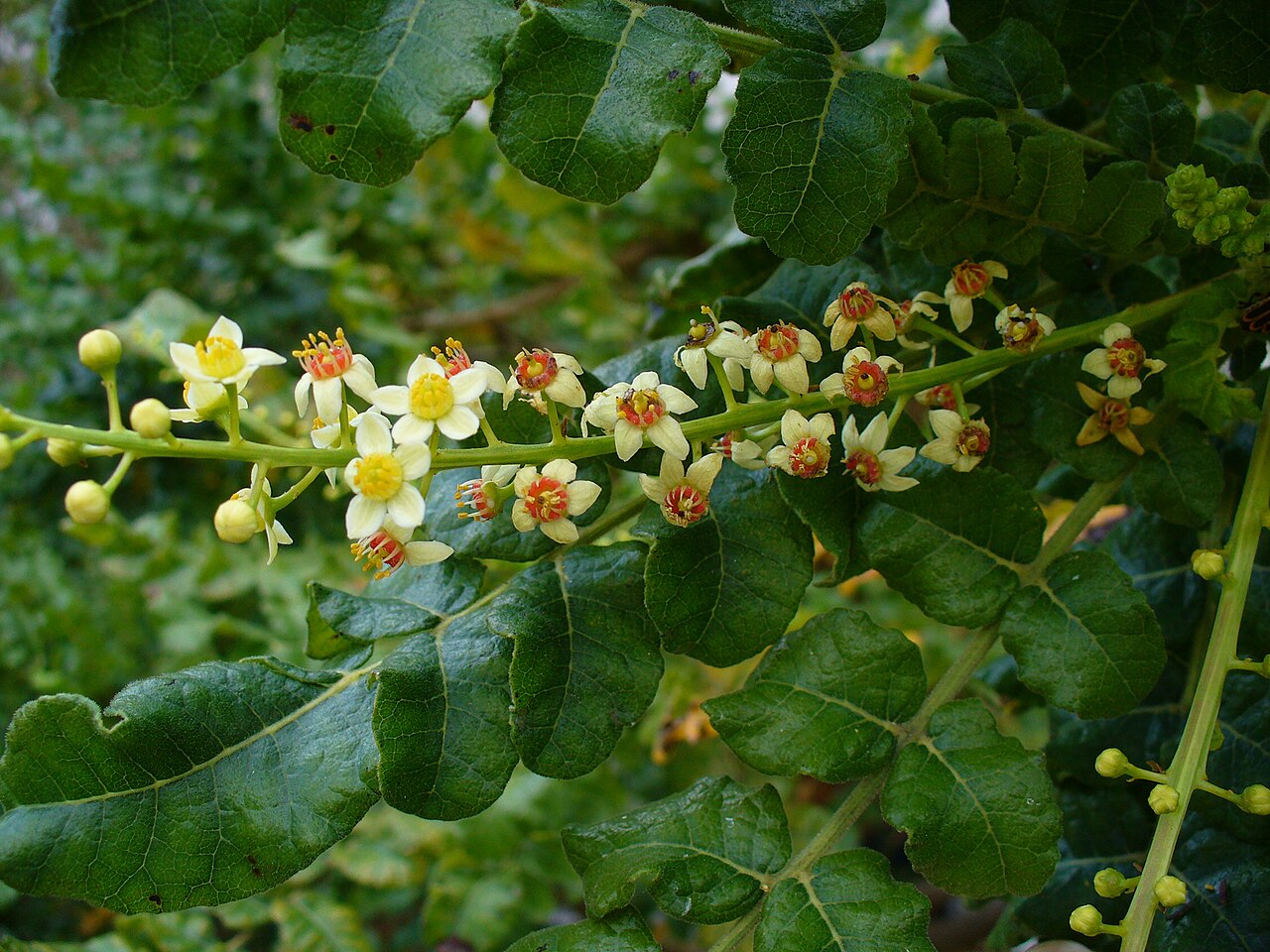 Frankincense: Florida International University campus, Miami, Florida, USA