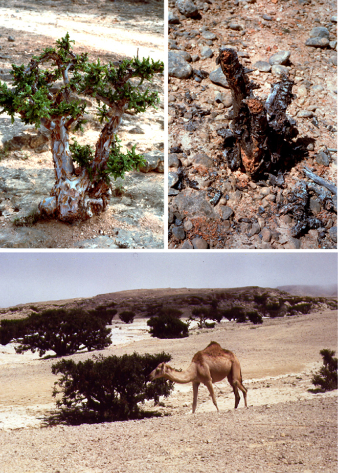 Frankincense: Boswellia sacra: danni prodotti dal pascolo e dal fuoco