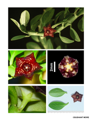 Boucerosia frerei (Boucerosia frerei)