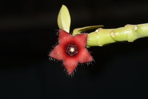 Boucerosia frerei (Boucerosia frerei)