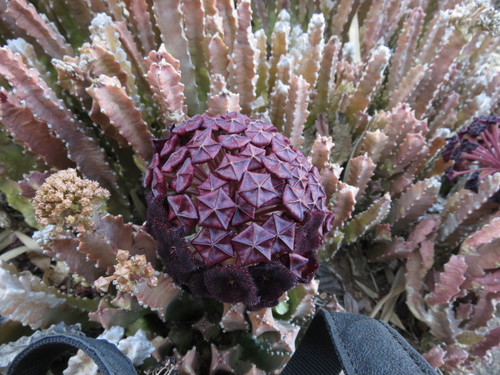 Boucerosia umbellata (Boucerosia umbellata)