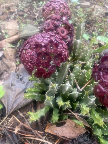 Boucerosia umbellata (Boucerosia umbellata)