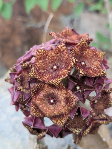 Boucerosia umbellata (Boucerosia umbellata)