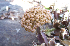 Boucerosia umbellata (Boucerosia umbellata)