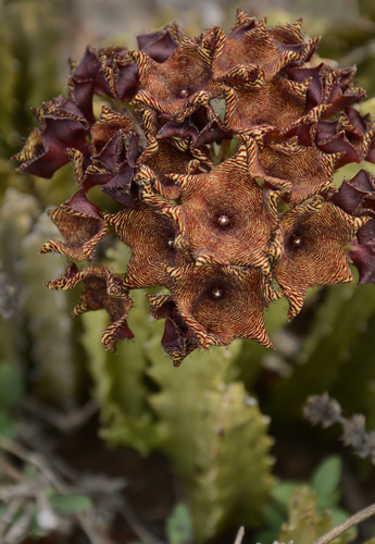 Boucerosia umbellata (Boucerosia umbellata)