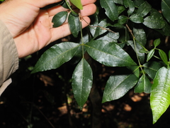 Bouchardatia neurococca (Bouchardatia neurococca)
