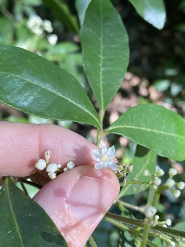 Bouchardatia neurococca (Bouchardatia neurococca)