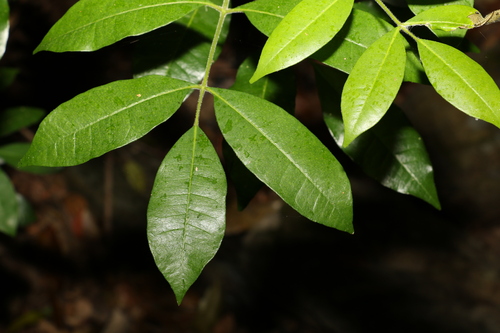 Bouchardatia neurococca (Bouchardatia neurococca)
