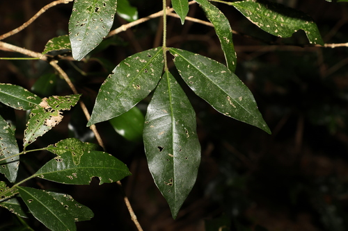 Bouchardatia neurococca (Bouchardatia neurococca)