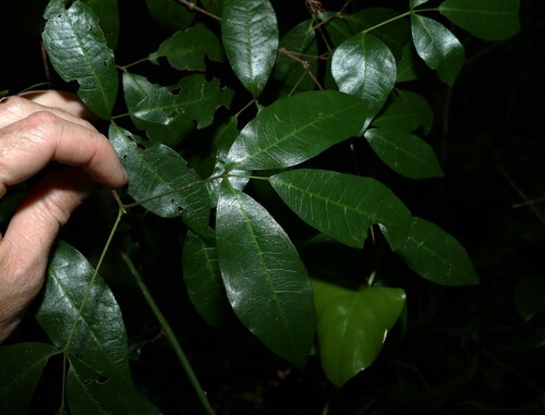 Bouchardatia neurococca (Bouchardatia neurococca)