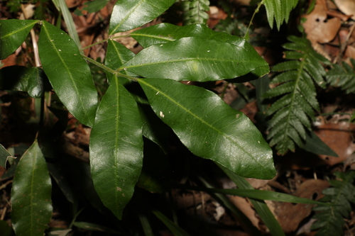 Bouchardatia neurococca (Bouchardatia neurococca)