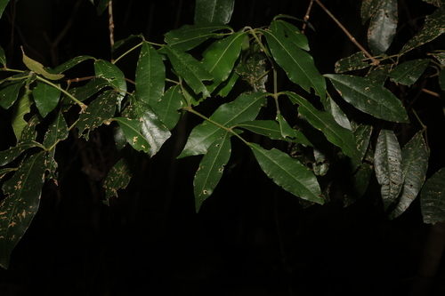 Bouchardatia neurococca (Bouchardatia neurococca)