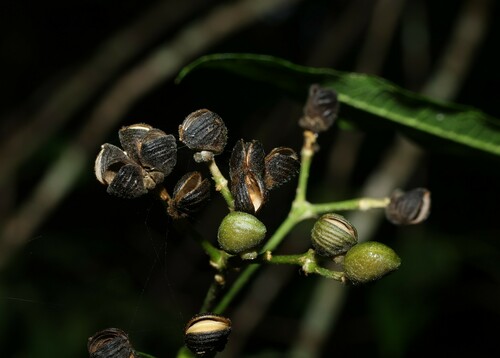 Bouchardatia neurococca (Bouchardatia neurococca)