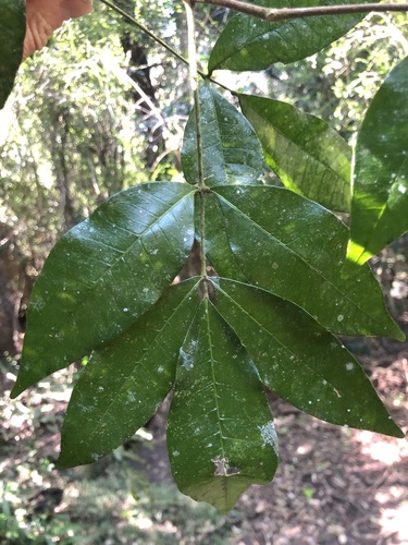 Bouchardatia neurococca (Bouchardatia neurococca)
