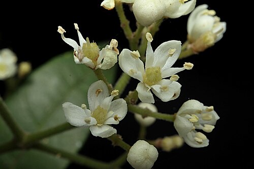 Bouchardatia neurococca: Bouchardatia neurococca in the Australian National Botanic Gardens
