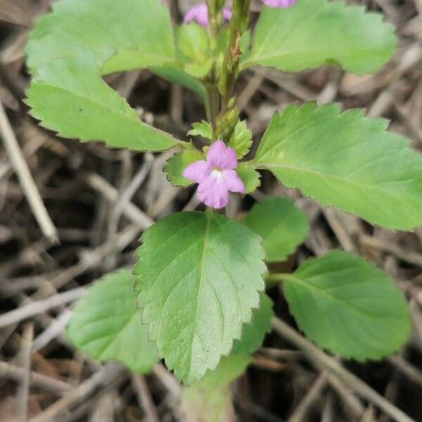 Prism bouchea (Bouchea prismatica)