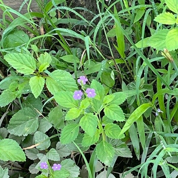 Prism bouchea (Bouchea prismatica)