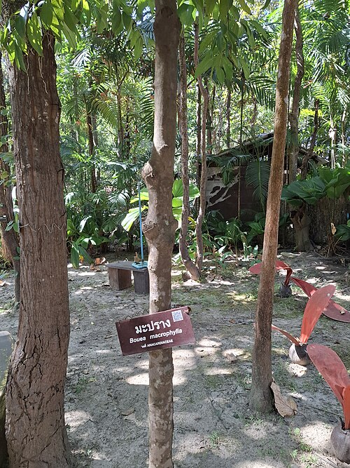 Bouea macrophylla: Bouea macrophylla