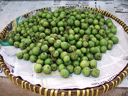 Bouea macrophylla: Bouea macrophylla young fruit