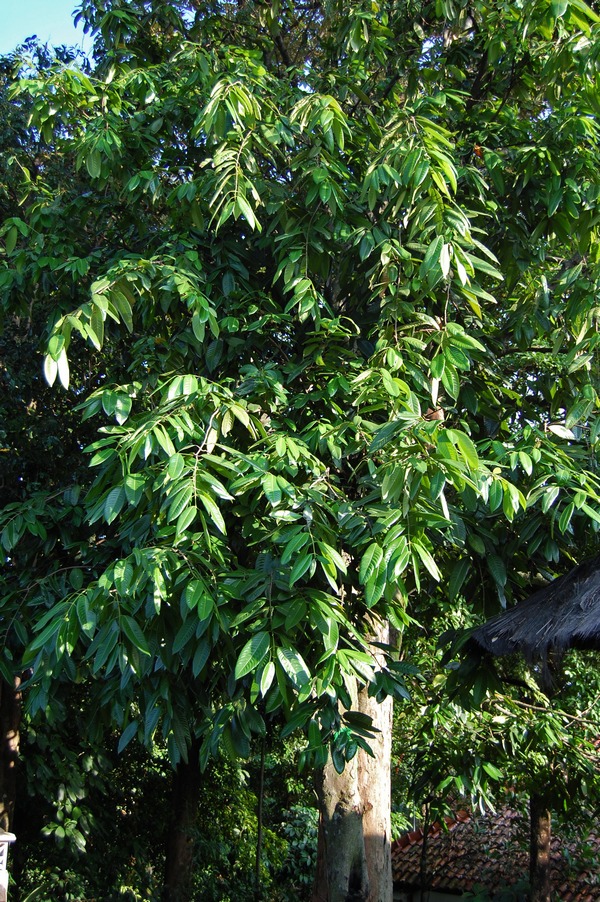 Bouea macrophylla: Bouea macrophylla , habits. Bogor, West Java , Indonesia