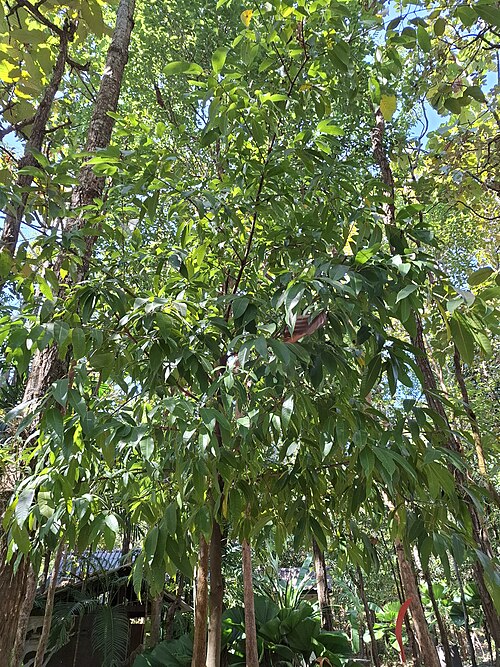 Bouea macrophylla: Bouea macrophylla